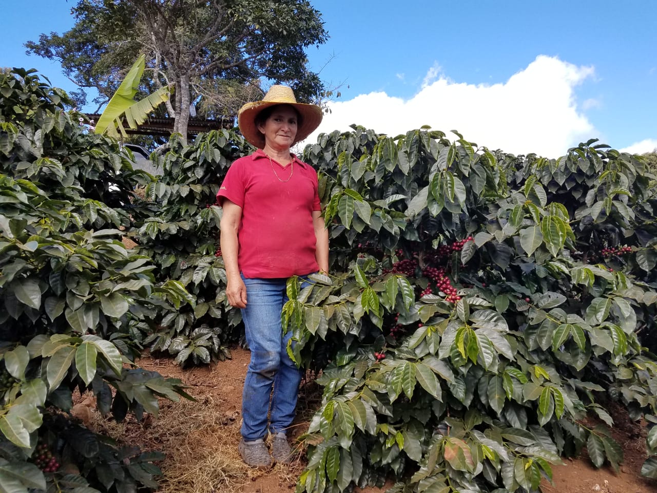 Honduras (Single Farmer Lot)