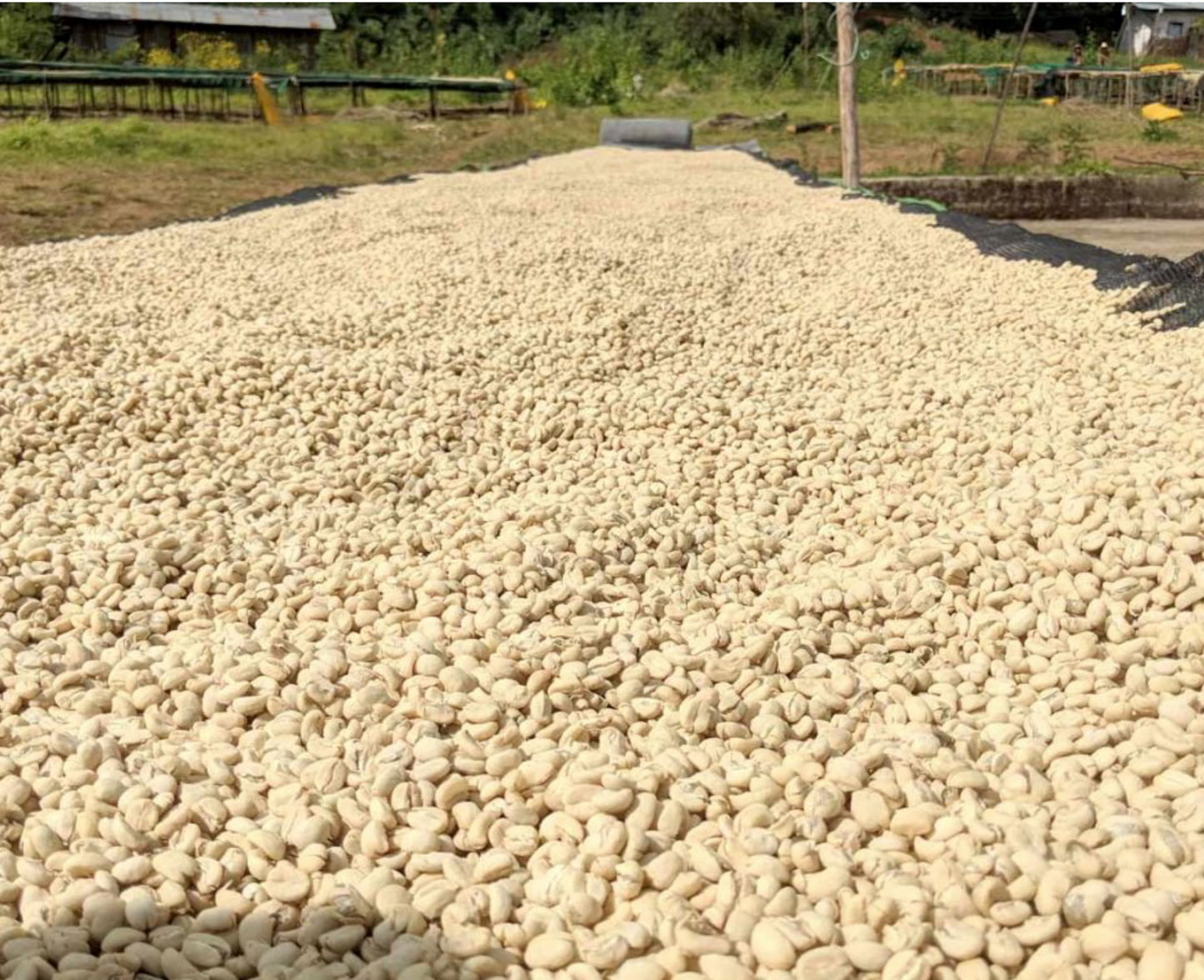Ethiopia Acacia - Washed