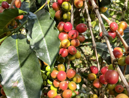 Ethiopia Acacia - Washed